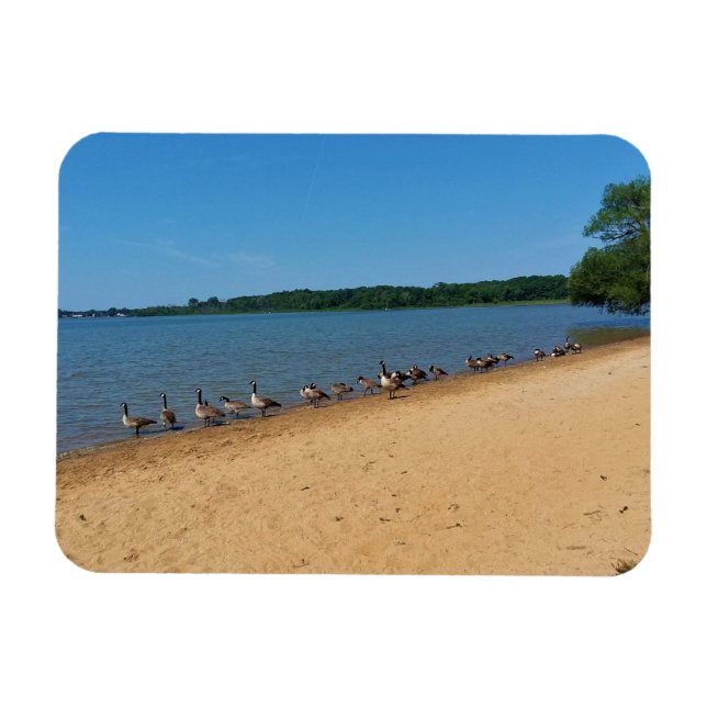 Gänse am Silver Lake, Wisconsin Magnet (Horizontal)