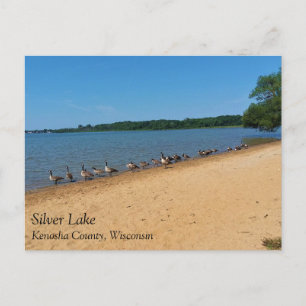 Gänse am Silver Lake, Wisconsin Postcard Postkarte