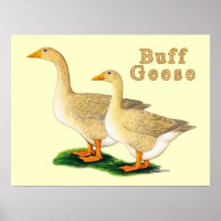 Gänse: American Buffs