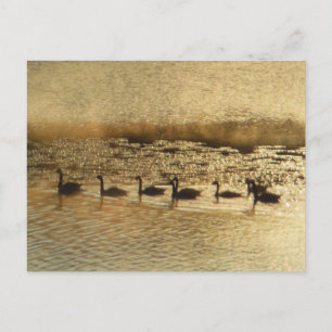 Gänse auf dem Golden Pond Postkarte