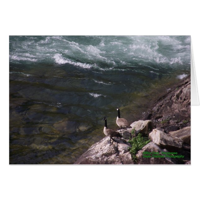 Gänse auf dem Wasser (Vorderseite (Horizontal))