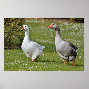 Gänse auf Gras Poster