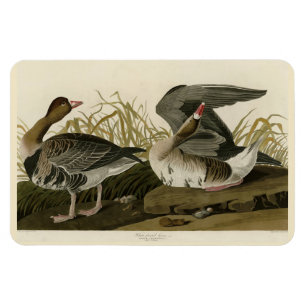 Gänse aus Audubon Birds of America Magnet