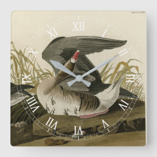 Gänse aus Audubon Birds of America Quadratische Wanduhr