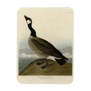 Gänse aus Audubons Vögeln Amerikas bekämpfen Magnet