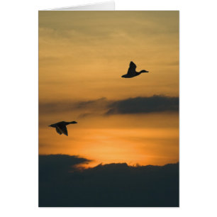 Gänse bei Sonnenuntergang