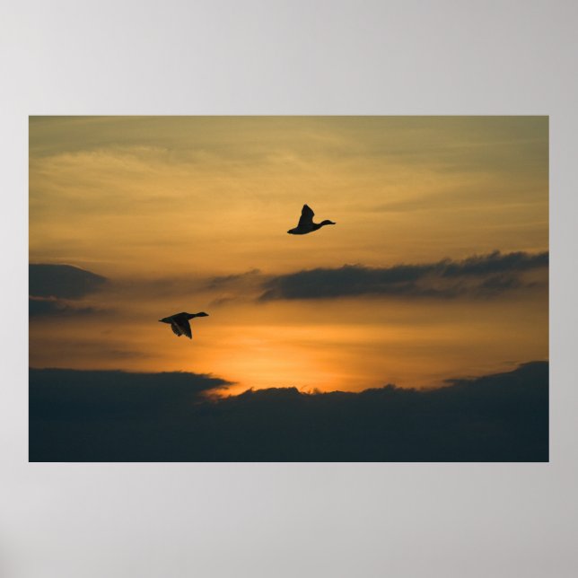 Gänse bei Sonnenuntergang Poster (Vorne)