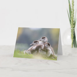 Gänse Chicks Nature Foto Karte