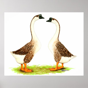 Gänse: Chinesisch braun Poster