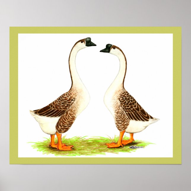 Gänse: Chinesisch braun Poster (Vorne)