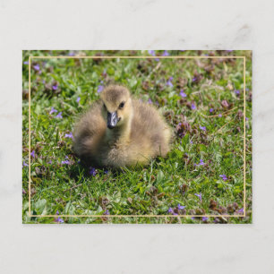 Gänse des Babys (Gänse) Postkarte