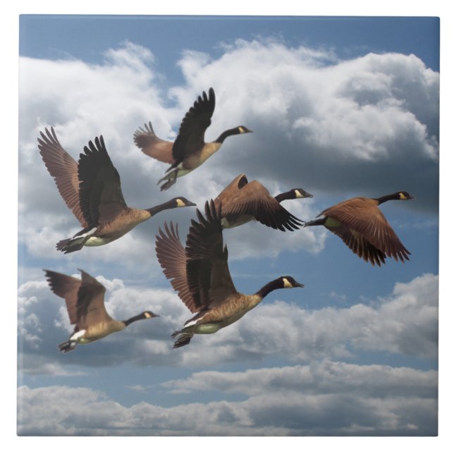 GÄNSE FLIESE (Vorderseite)