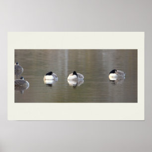 Gänse Foto Poster