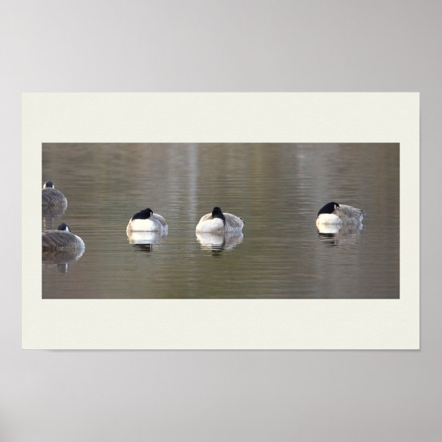 Gänse Foto Poster (Vorne)