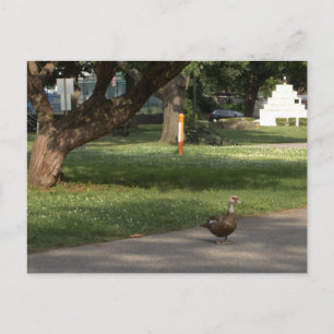 Gänse Foto Postkarte