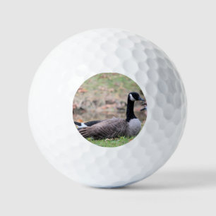 Gänse Golfball