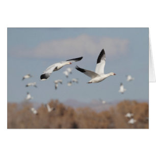 Gänse im Bosque-Himmel