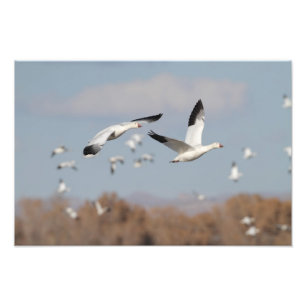 Gänse im Bosque-Himmel Fotodruck