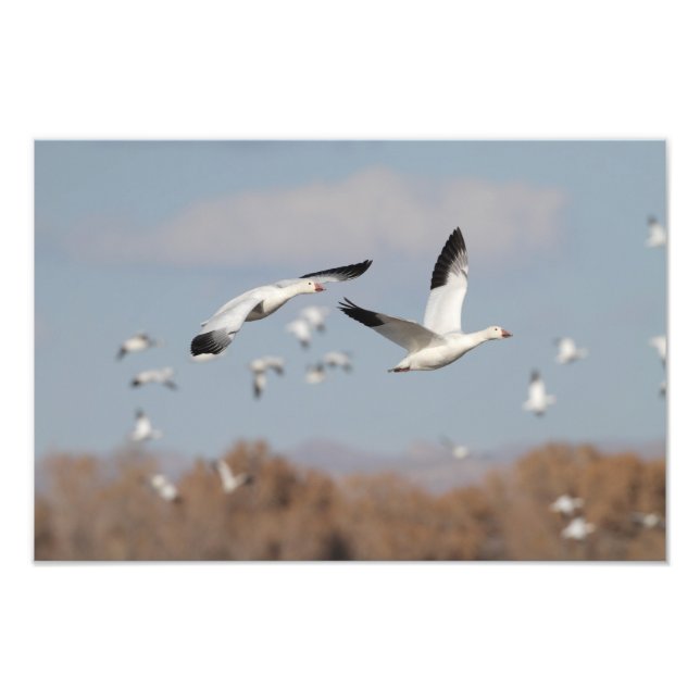 Gänse im Bosque-Himmel Fotodruck (Vorne)