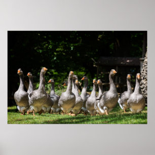 Gänse im Dordogne Poster Druck
