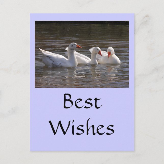 Gänse im Duckpond Postkarte (Vorderseite)