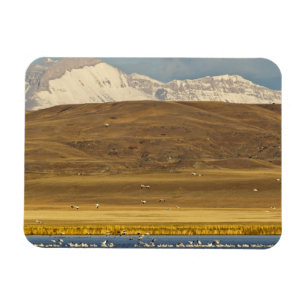 Gänse im Frühjahr Magnet