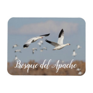 Gänse im Himmel der Bosque del Apache Magnet
