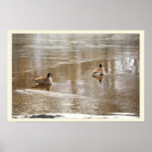 Gänse im Icy Creek Poster
