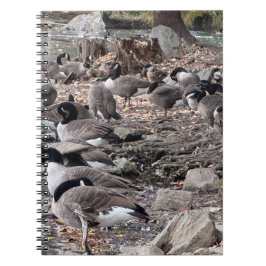 Gänse im Park Notizbuch Notizblock