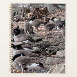 Gänse im Parkplaner Planer