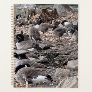 Gänse im Parkplaner Planer