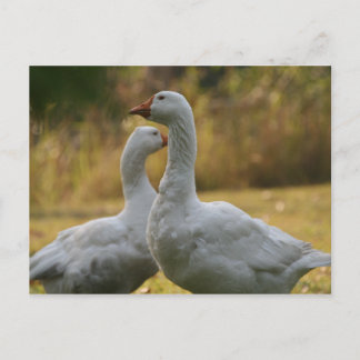 Gänse in Australien Postkarte
