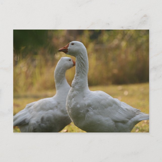 Gänse in Australien Postkarte (Vorderseite)