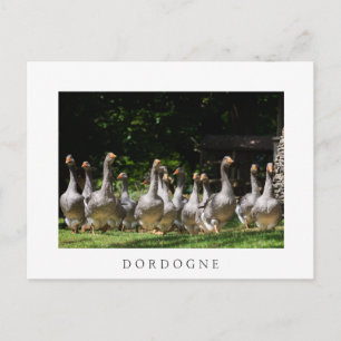 Gänse in der weißen Dordogne-Postkarte Postkarte