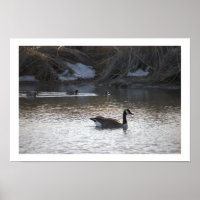 Gänse in Wasserposter