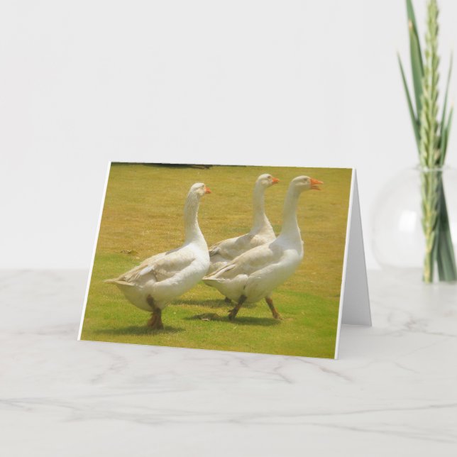 Gänse Karte (Vorderseite)