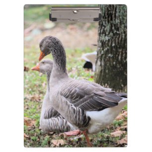 Gänse Klemmbrett