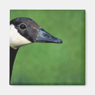 Gänse Magnet
