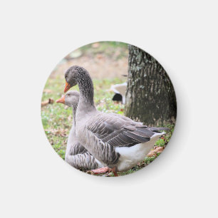 Gänse Magnet