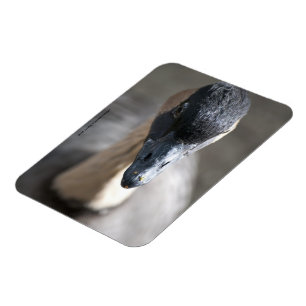 Gänse Magnet