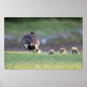 Gänse mit Babys Foto Poster