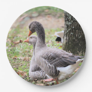 Gänse Pappteller