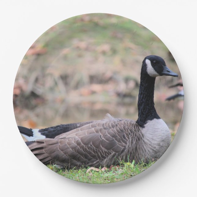Gänse Pappteller (Vorderseite)
