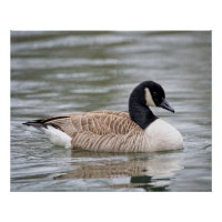 Gänse