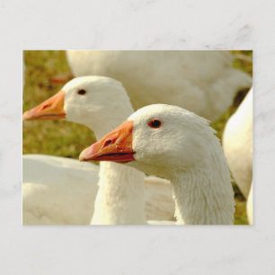 Gänse Postkarte