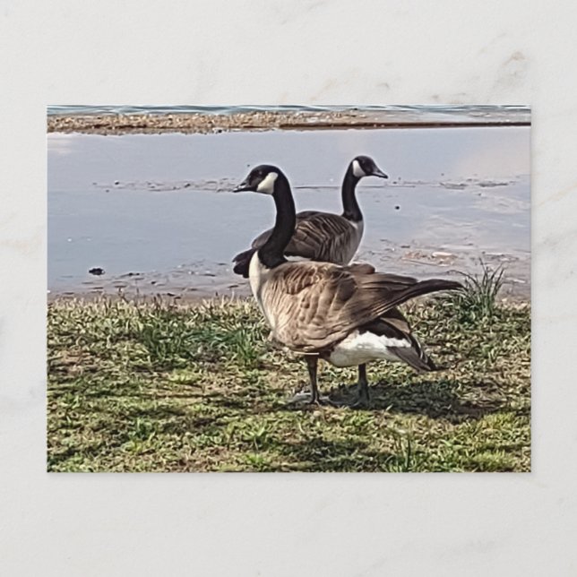 GÄNSE Postkarte (Vorderseite)