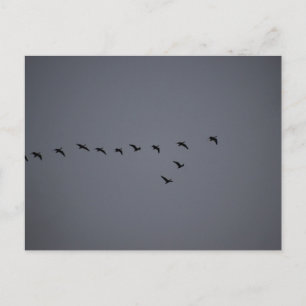 Gänse- Postkarte