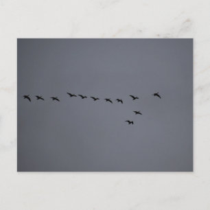 Gänse- Postkarte