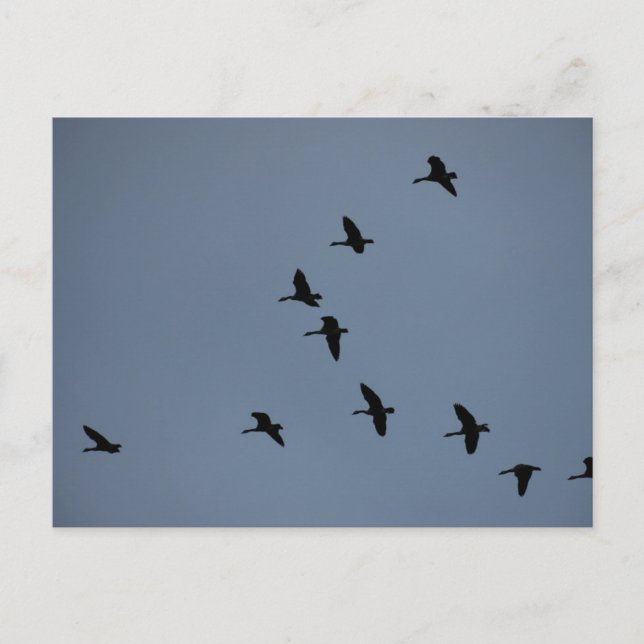 Gänse Postkarte (Vorderseite)