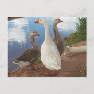 Gänse Postkarte